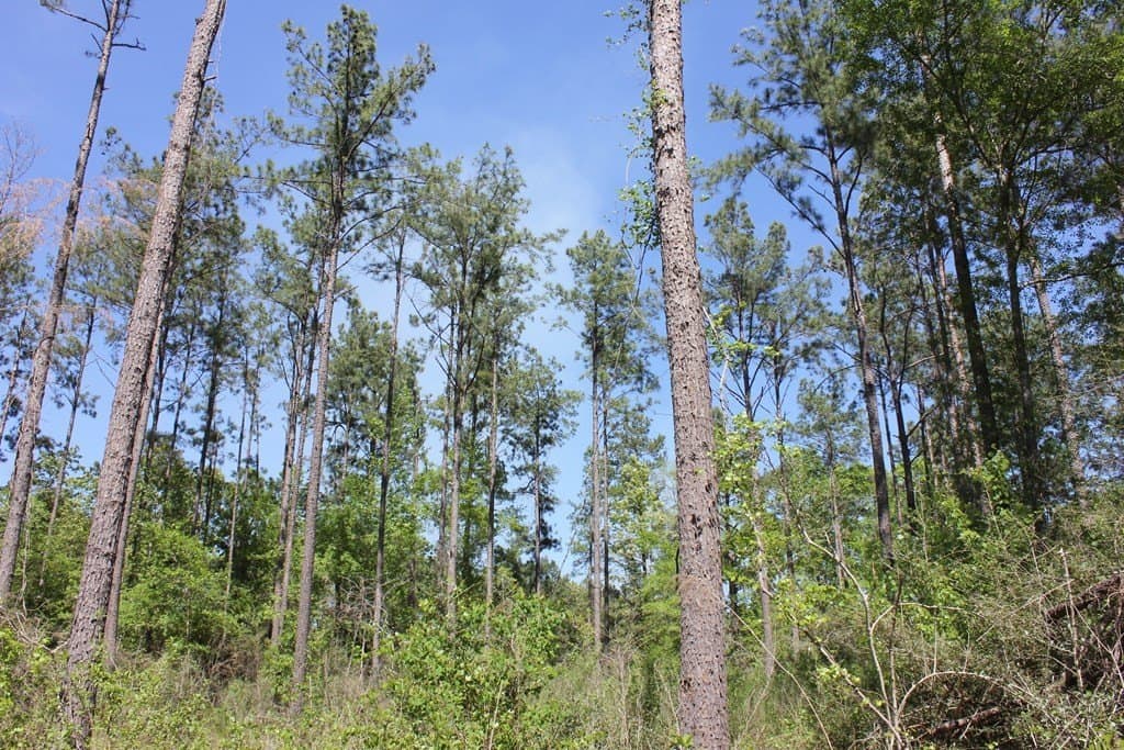 6.74 acres in Texas County - photo 8