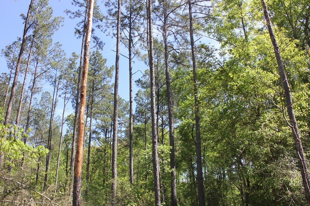 6.74 acres in Texas County - photo 4