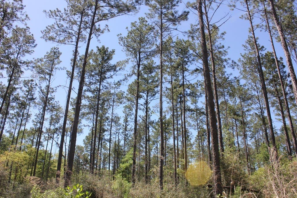 6.74 acres in Texas County - photo 2