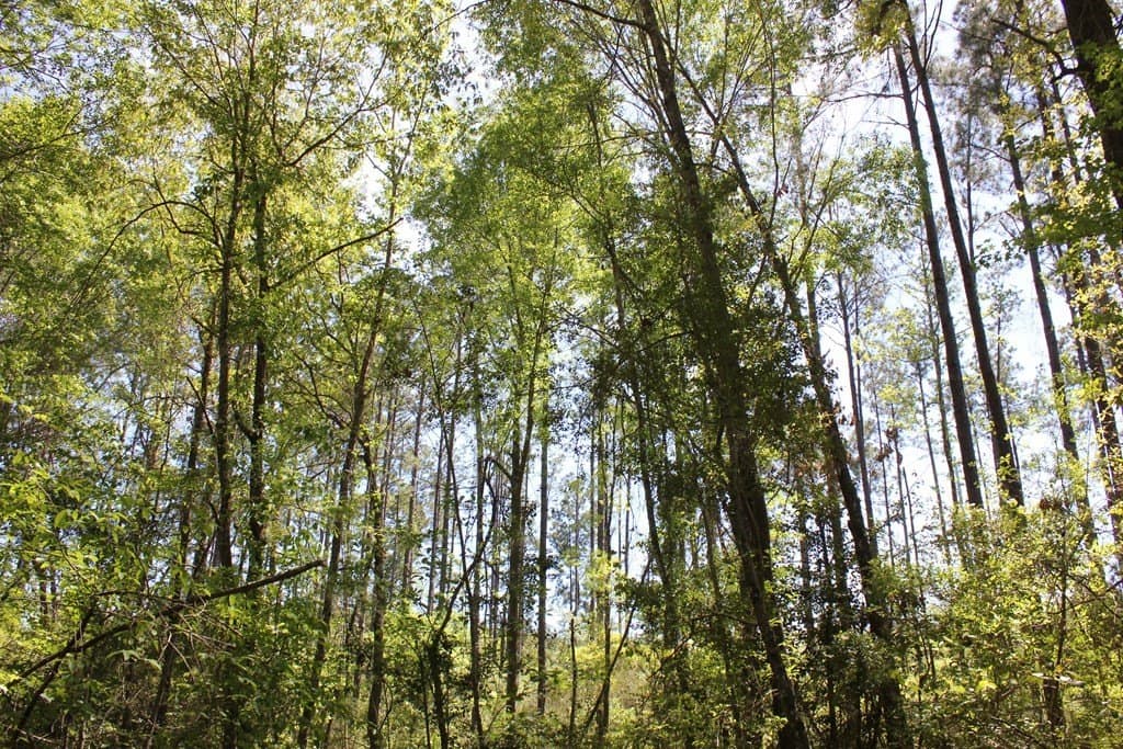 6.74 acres in Texas County - photo 6