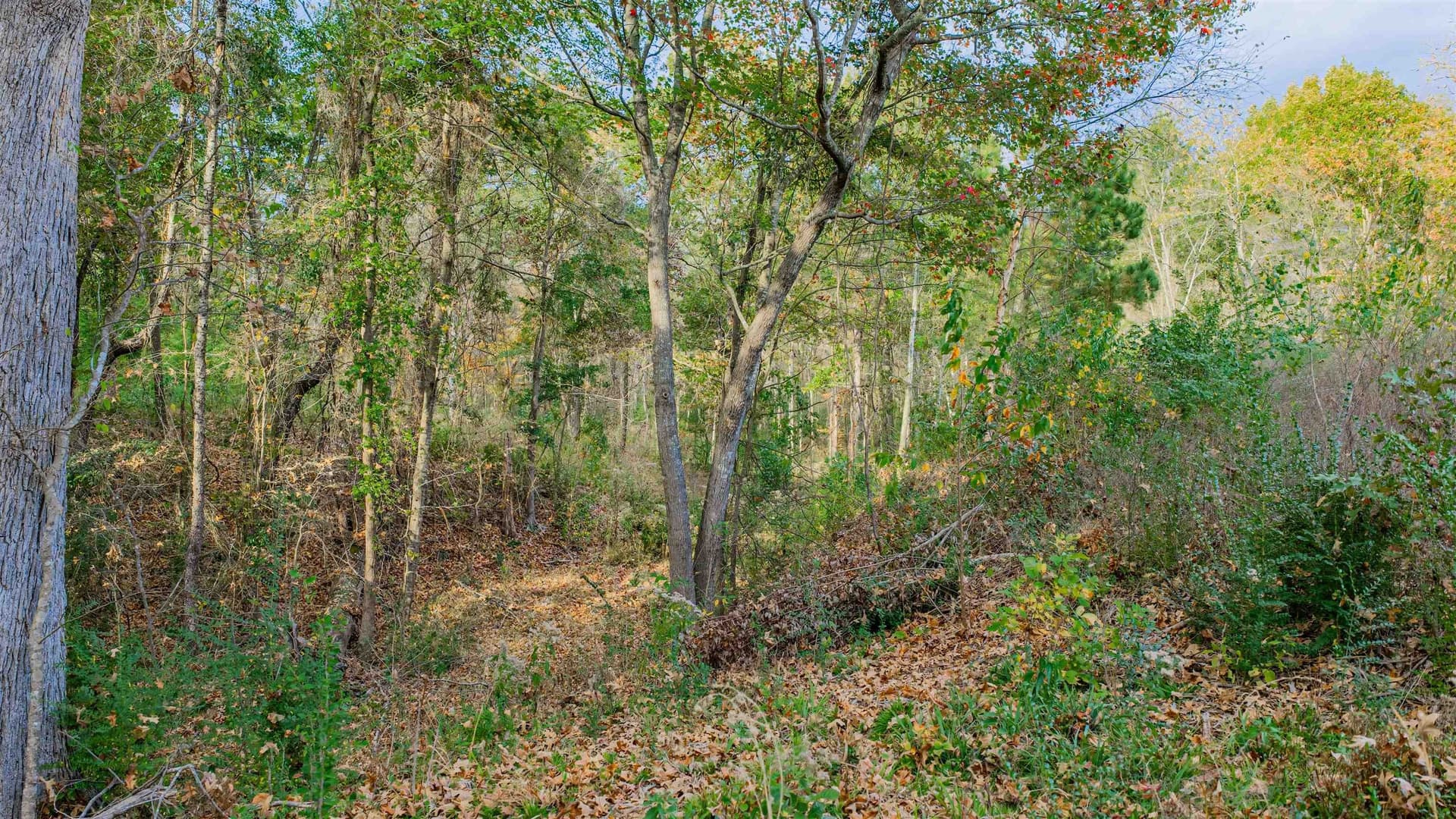 6.09 acres in Gregg County - photo 6