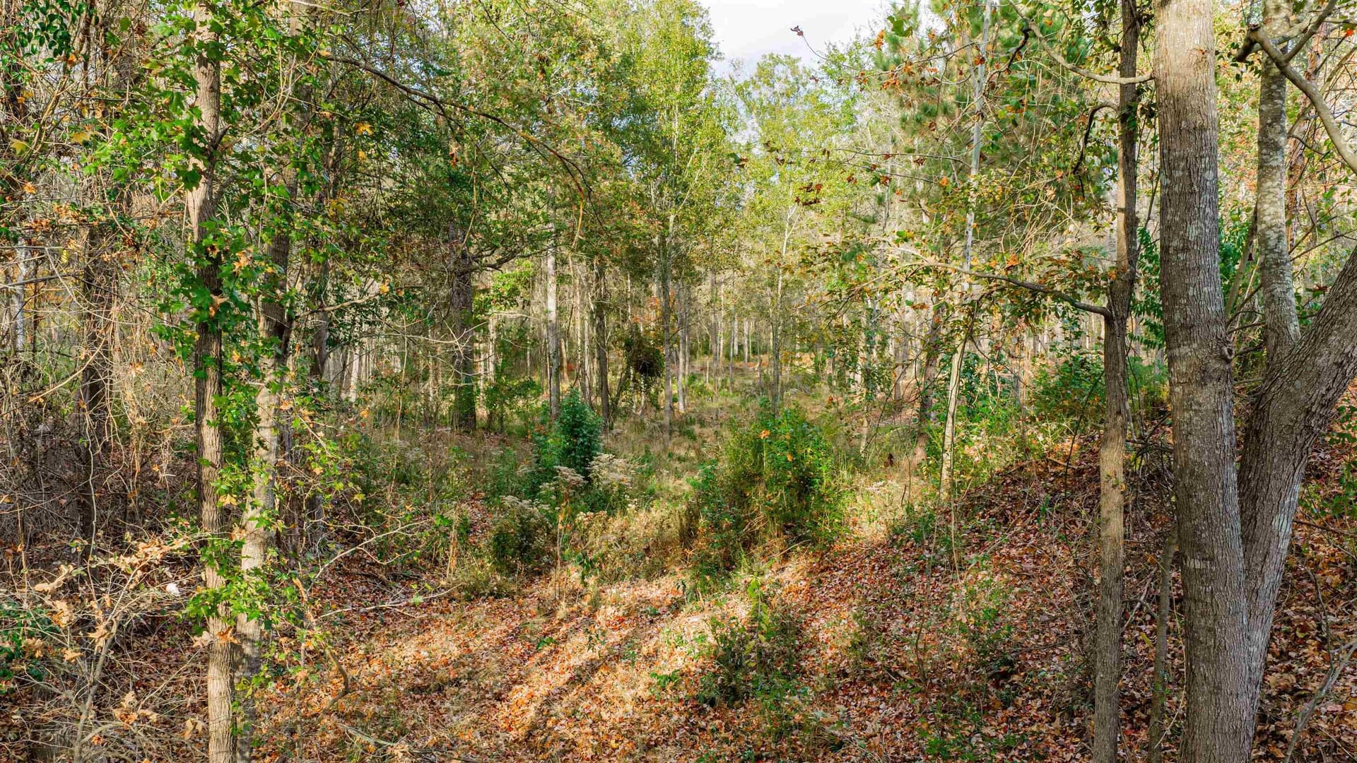6.09 acres in Gregg County gallery image 3