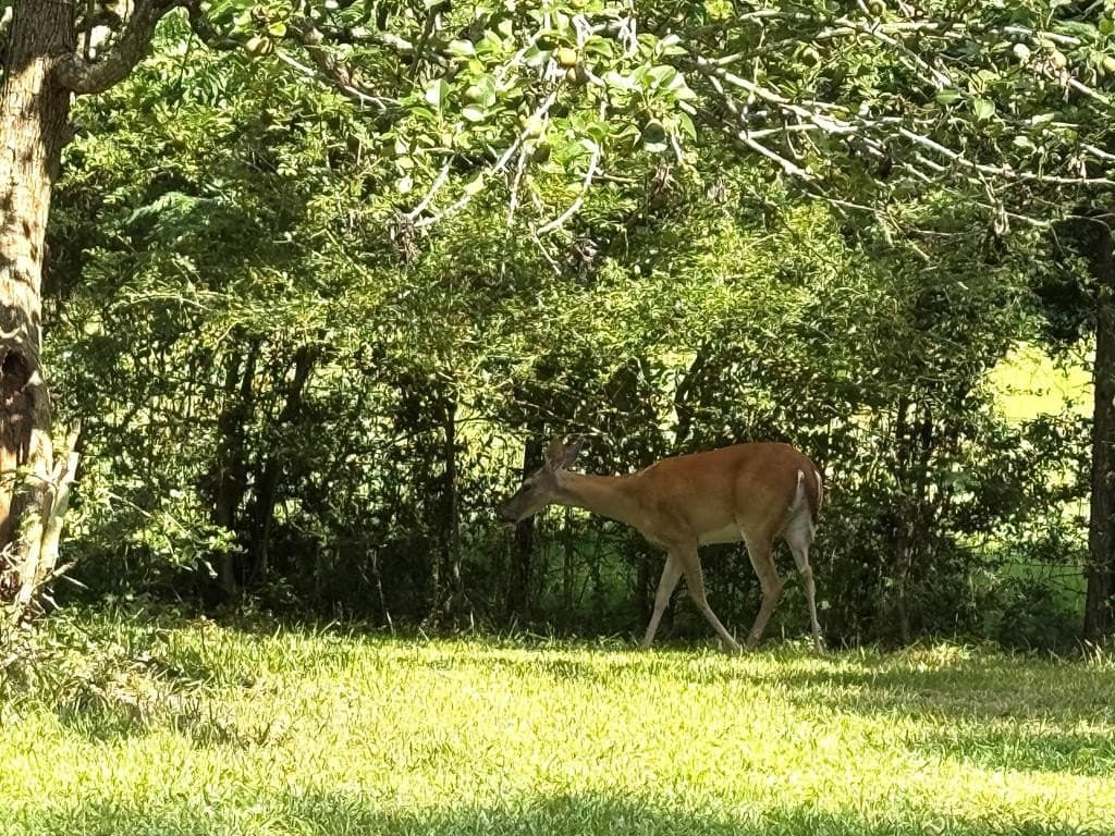 154 acres in Texas County - photo 30