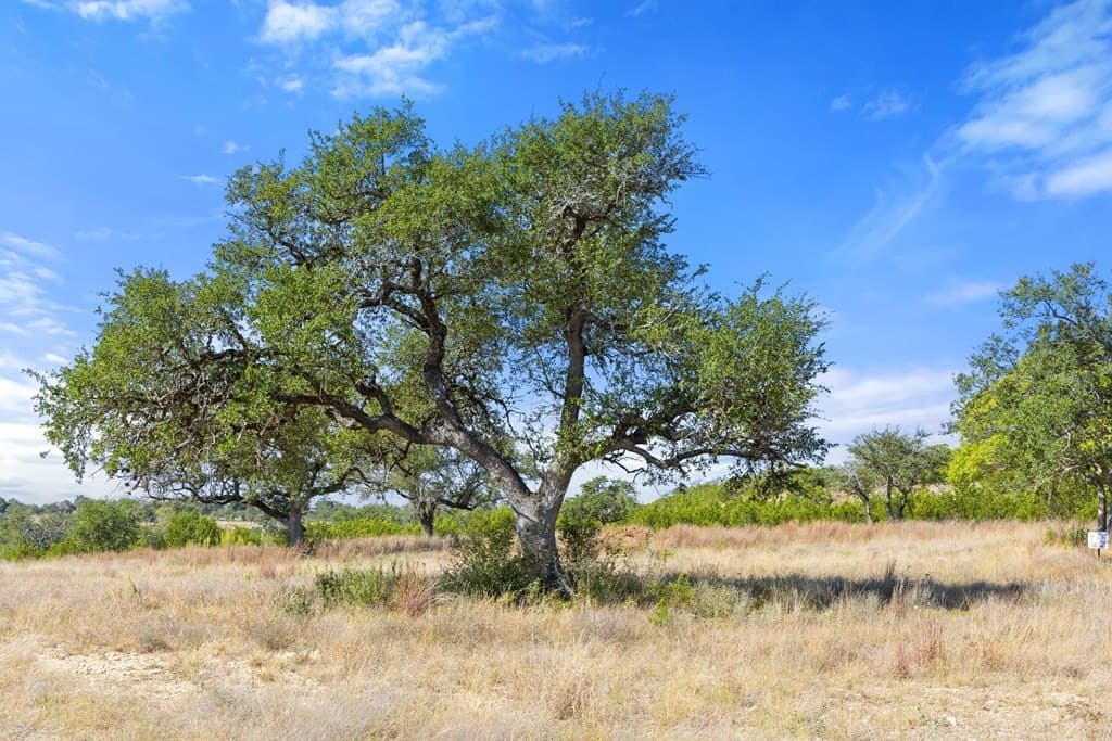 5.01 acres in Blanco County - photo 30