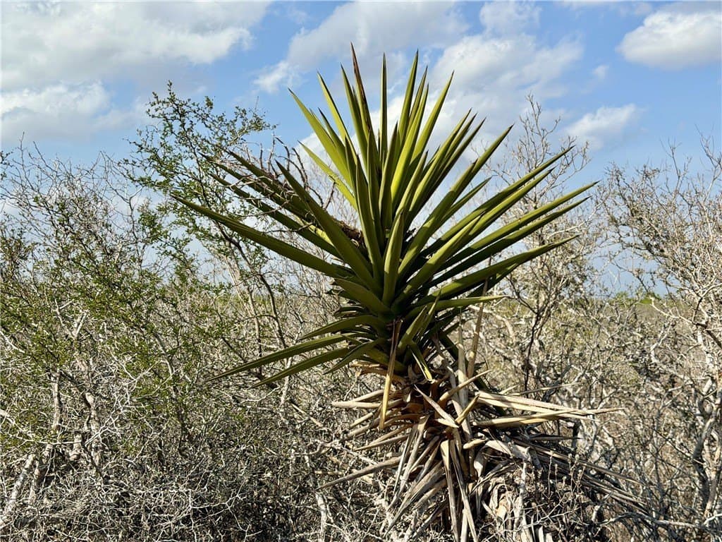 20.4 acres in Duval County - photo 33