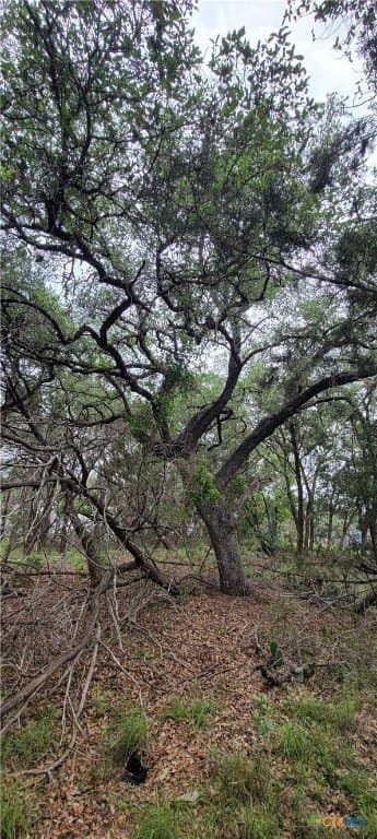 0.25 acres in Comal County gallery image 3