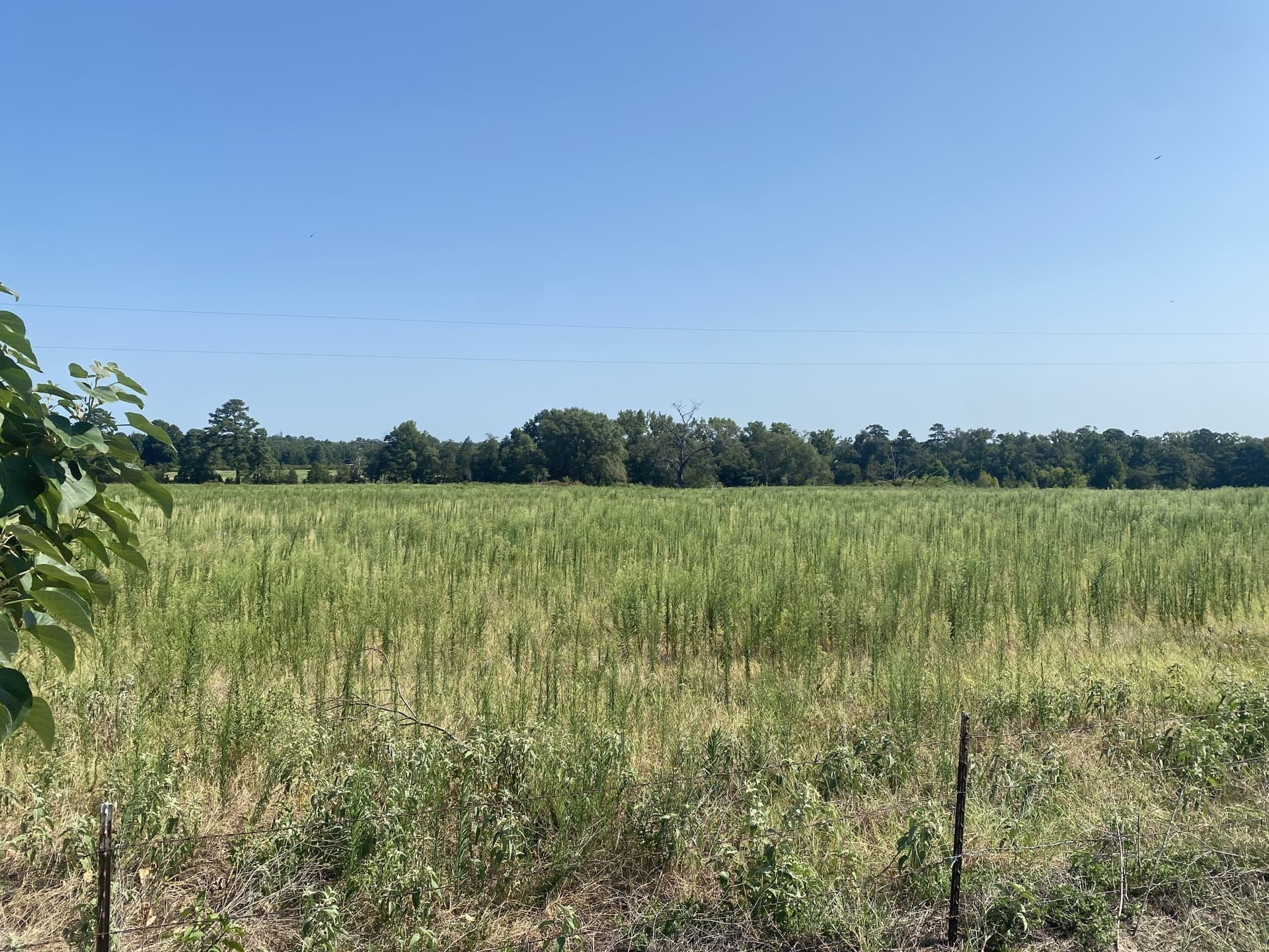 3.68 acres in Camp County gallery image 3