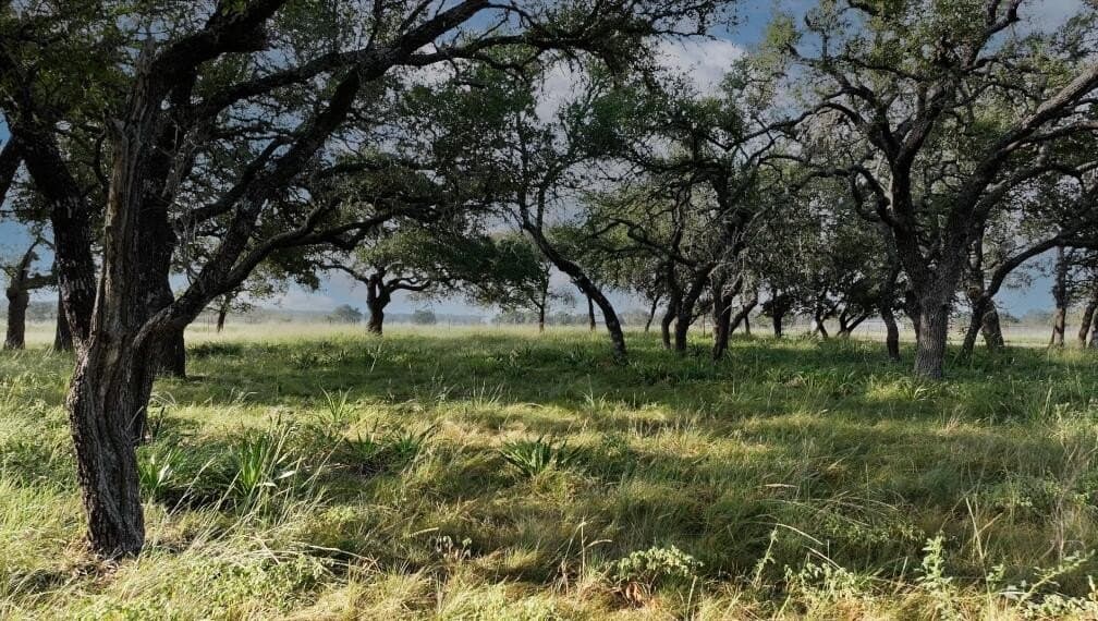 19.5 acres in Gillespie County - photo 21