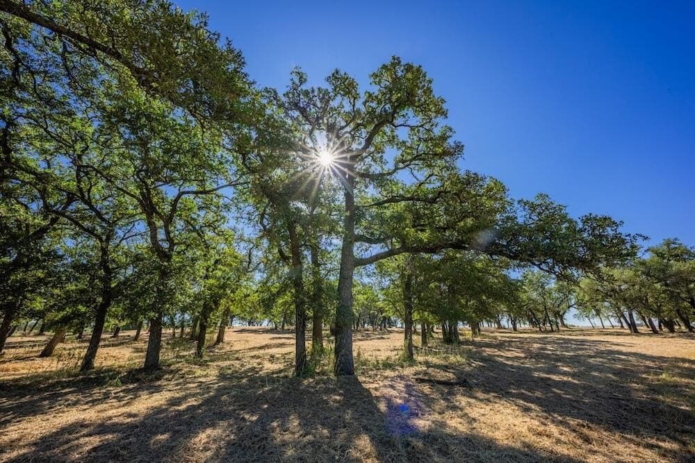 19.5 acres in Gillespie County - photo 19