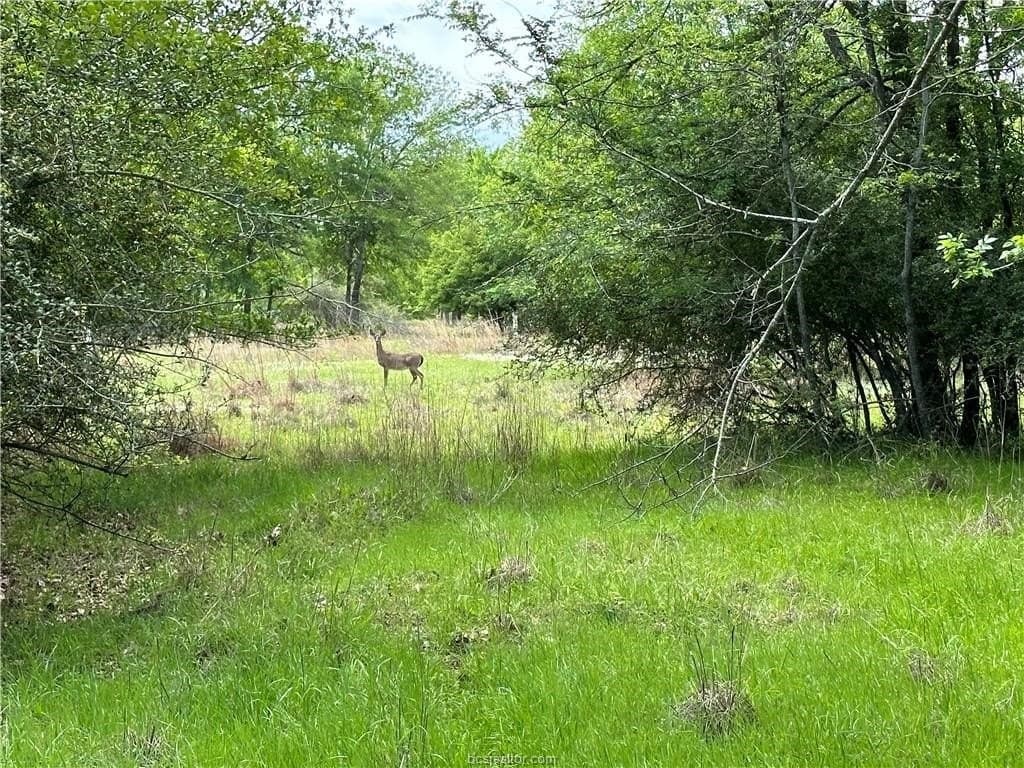 2 acres in Robertson County gallery image 4