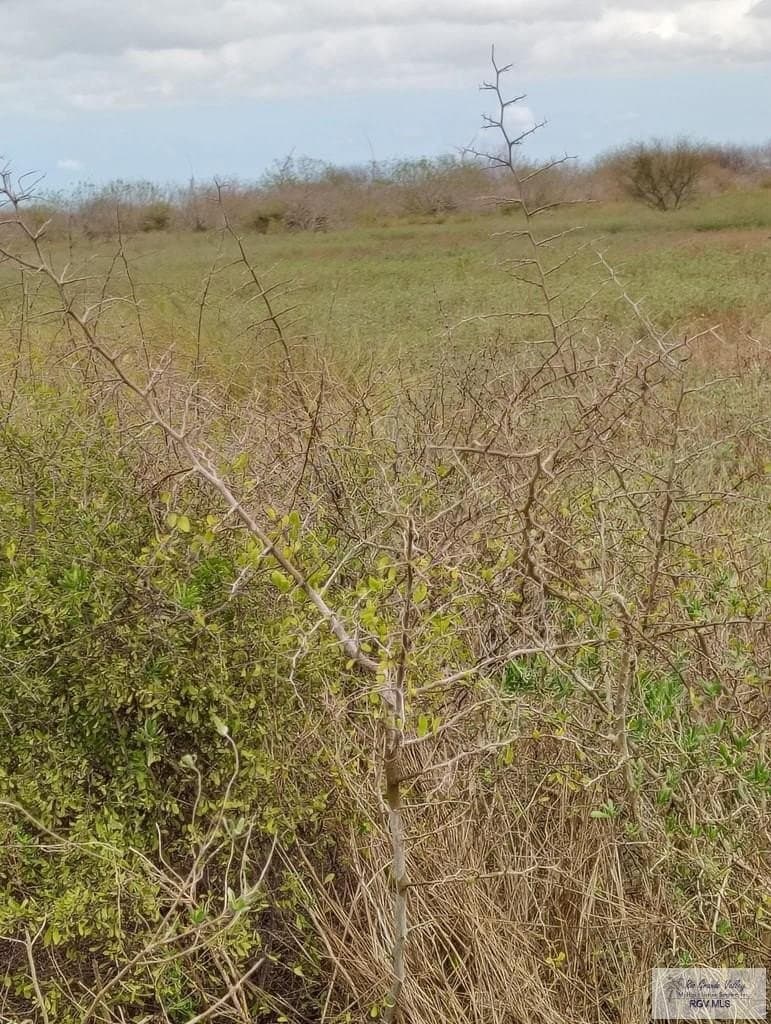 30 acres in CAMERON County gallery image 4