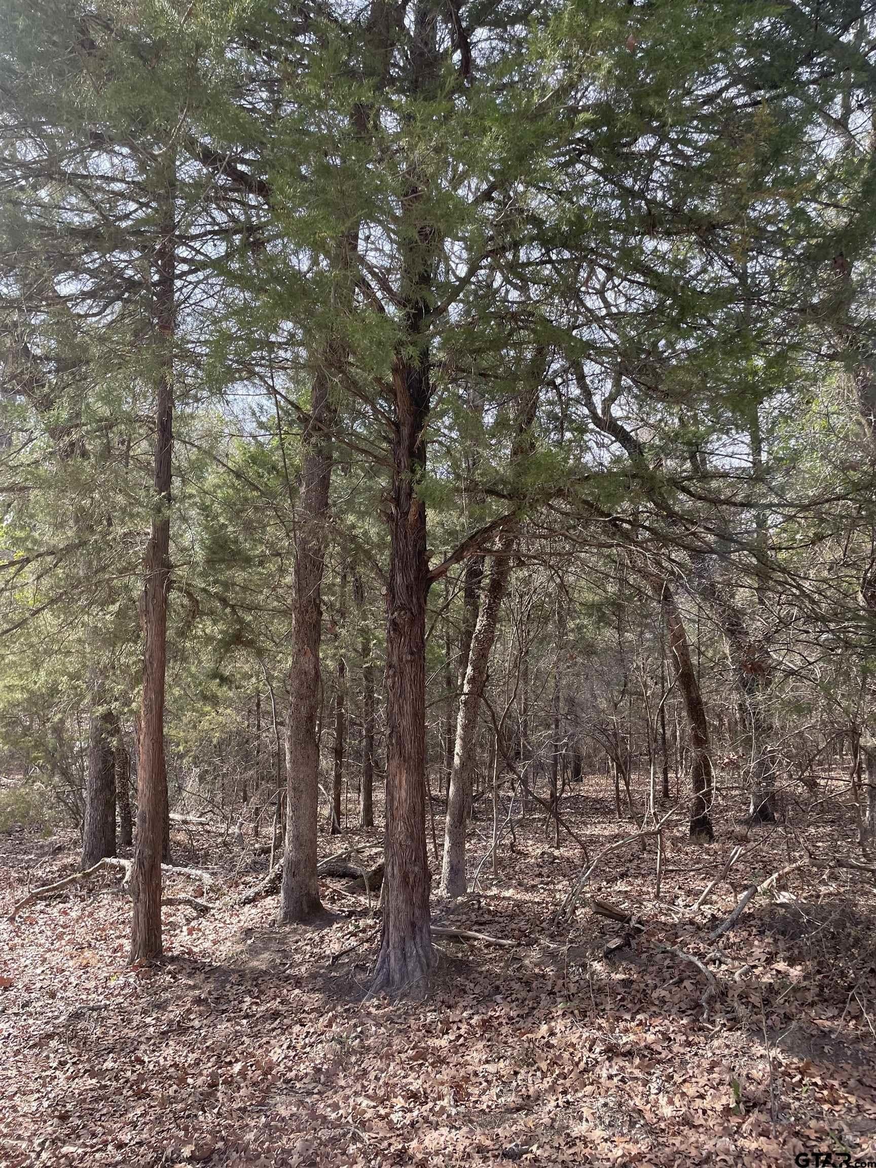 0.66 acres in Van Zandt County gallery image 4