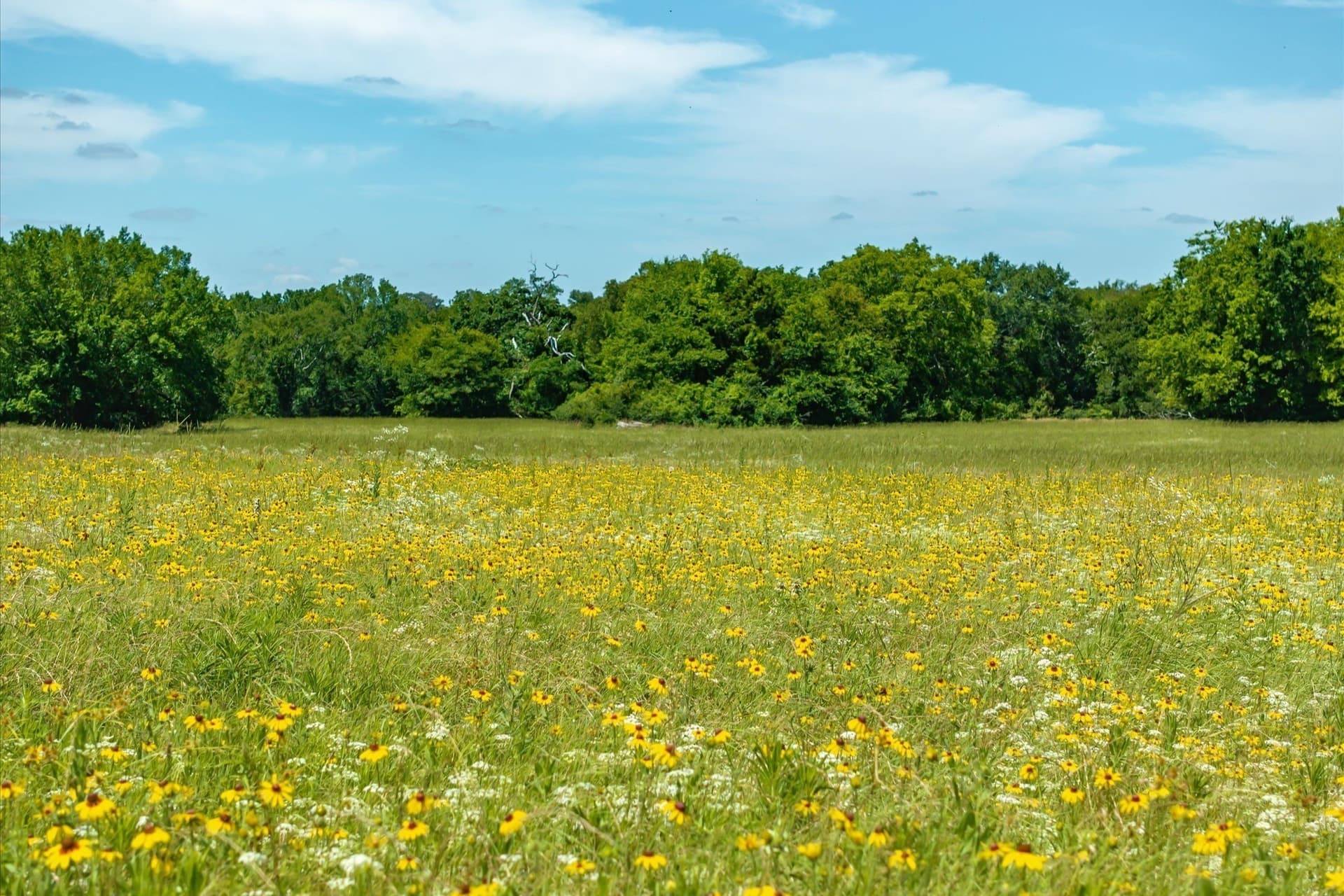 8.45 acres in Rains County - photo 5