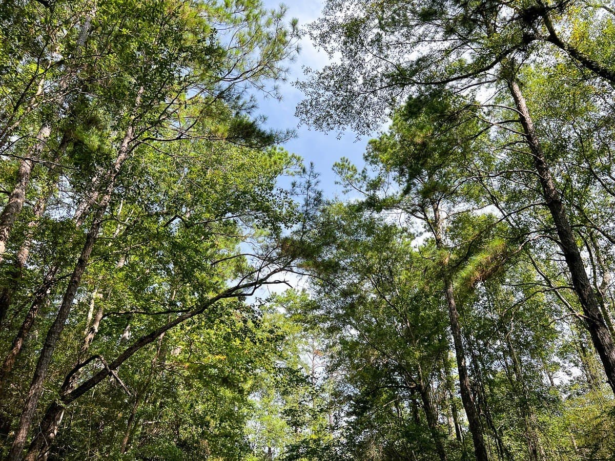 189 acres in Tyler County - photo 21