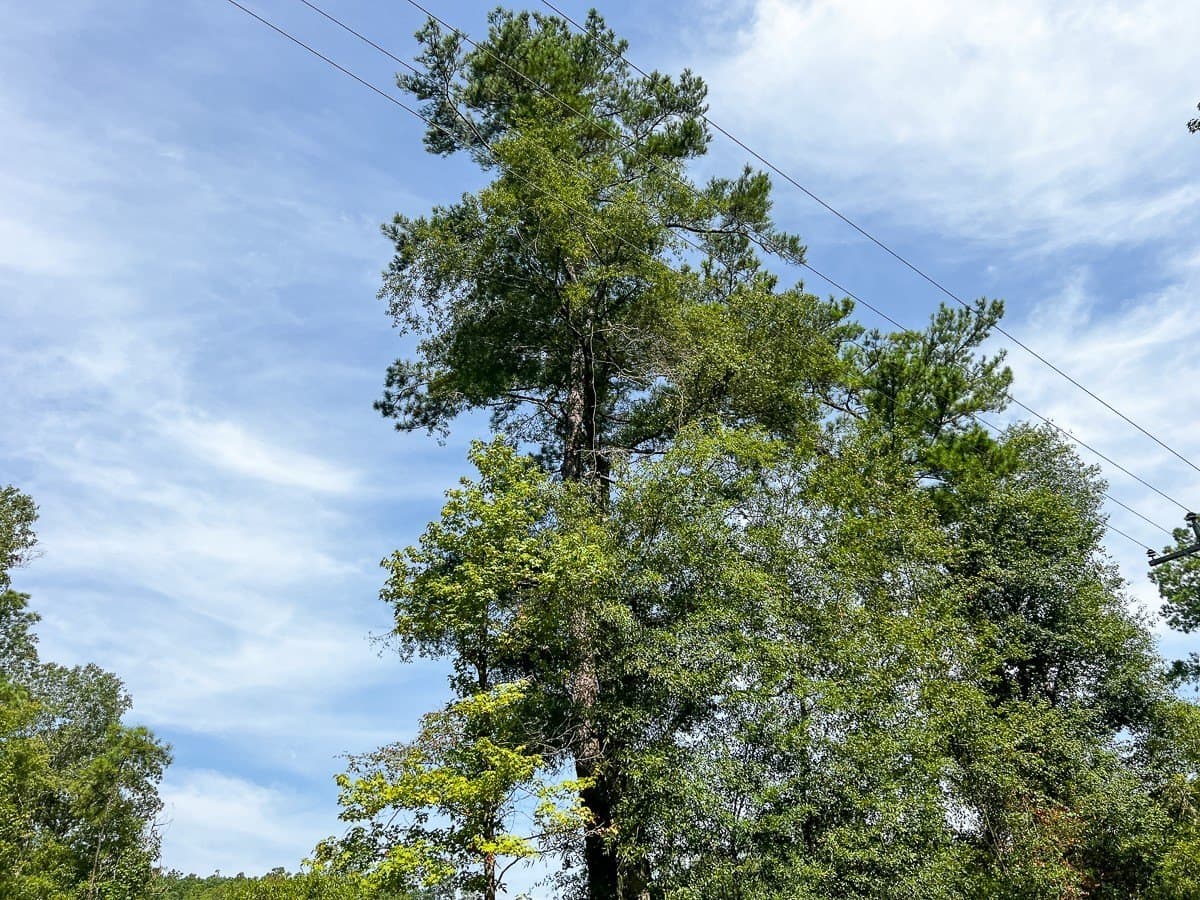 189 acres in Tyler County - photo 23