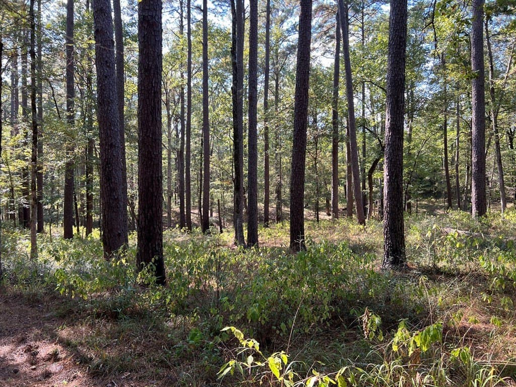 8.95 acres in Texas County - photo 7
