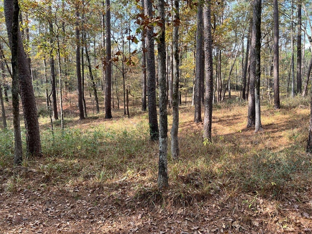 8.95 acres in Texas County gallery image 4