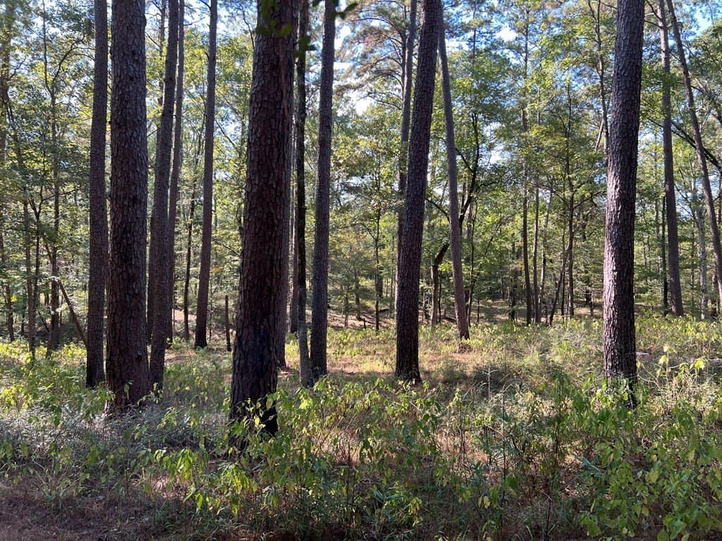 8.95 acres in Texas County - photo 13