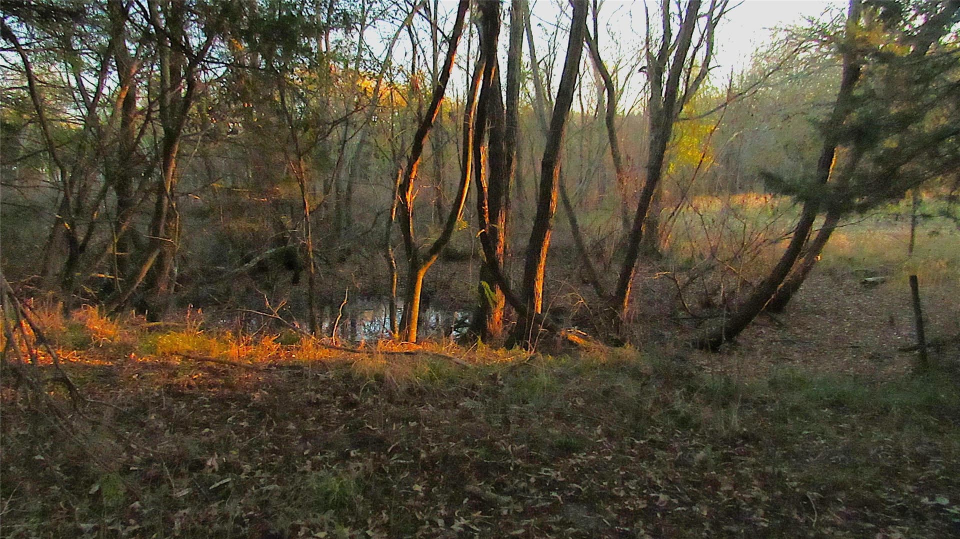 12.15 acres in Hopkins County gallery image 4