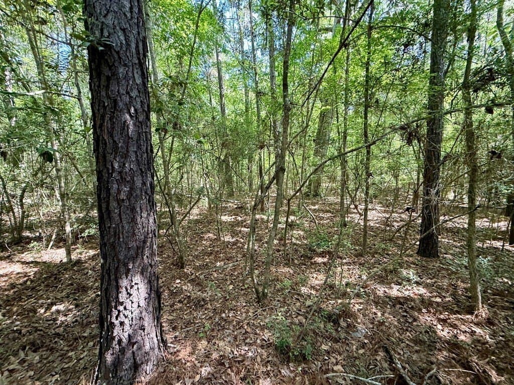 2.57 acres in Texas County gallery image 4
