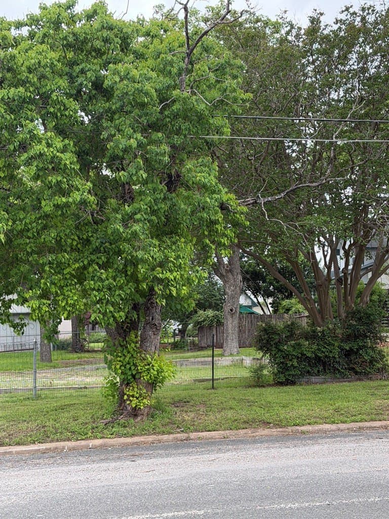 0.23 acres in Gillespie County gallery image 4