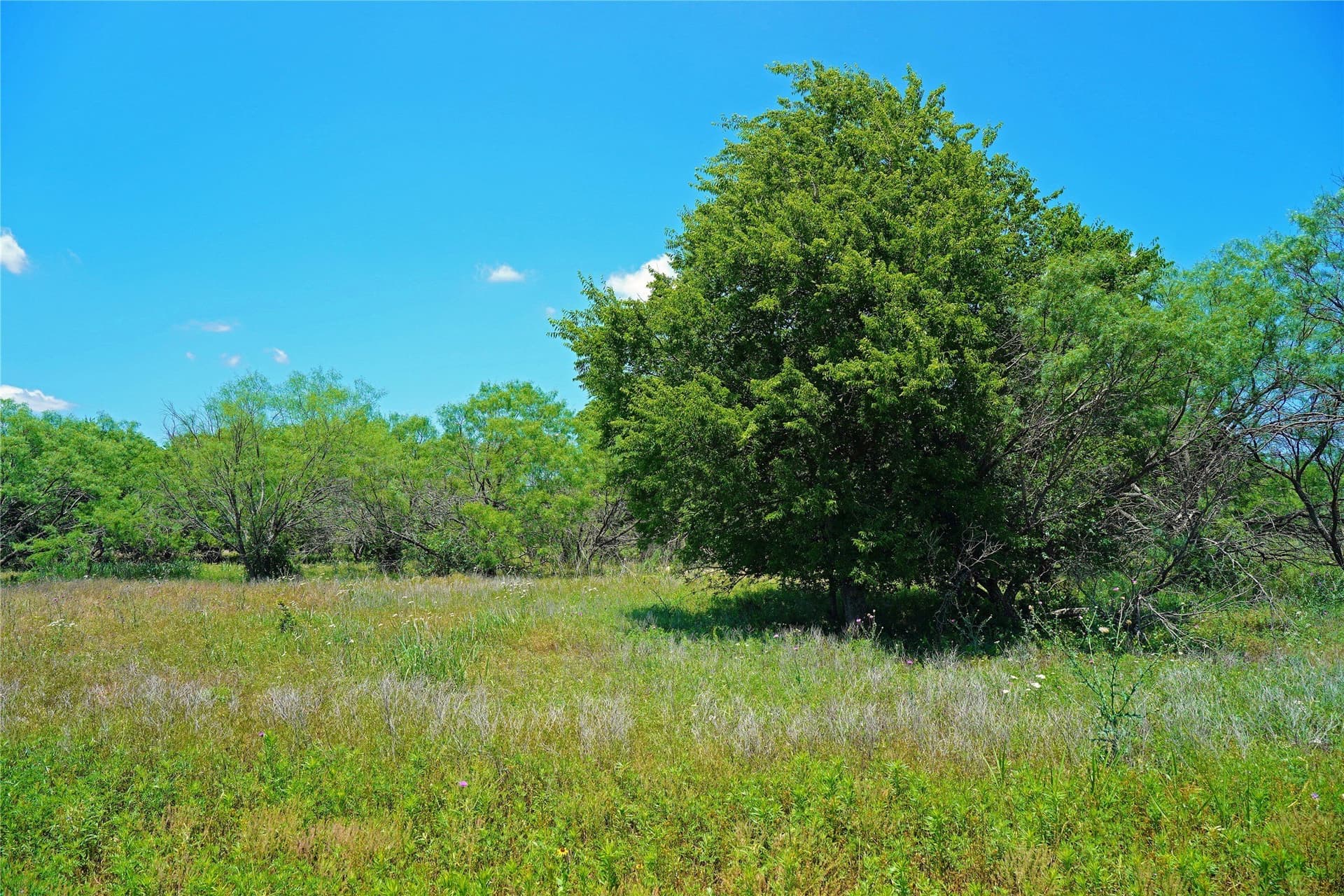 36.42 acres in Jack County - photo 16