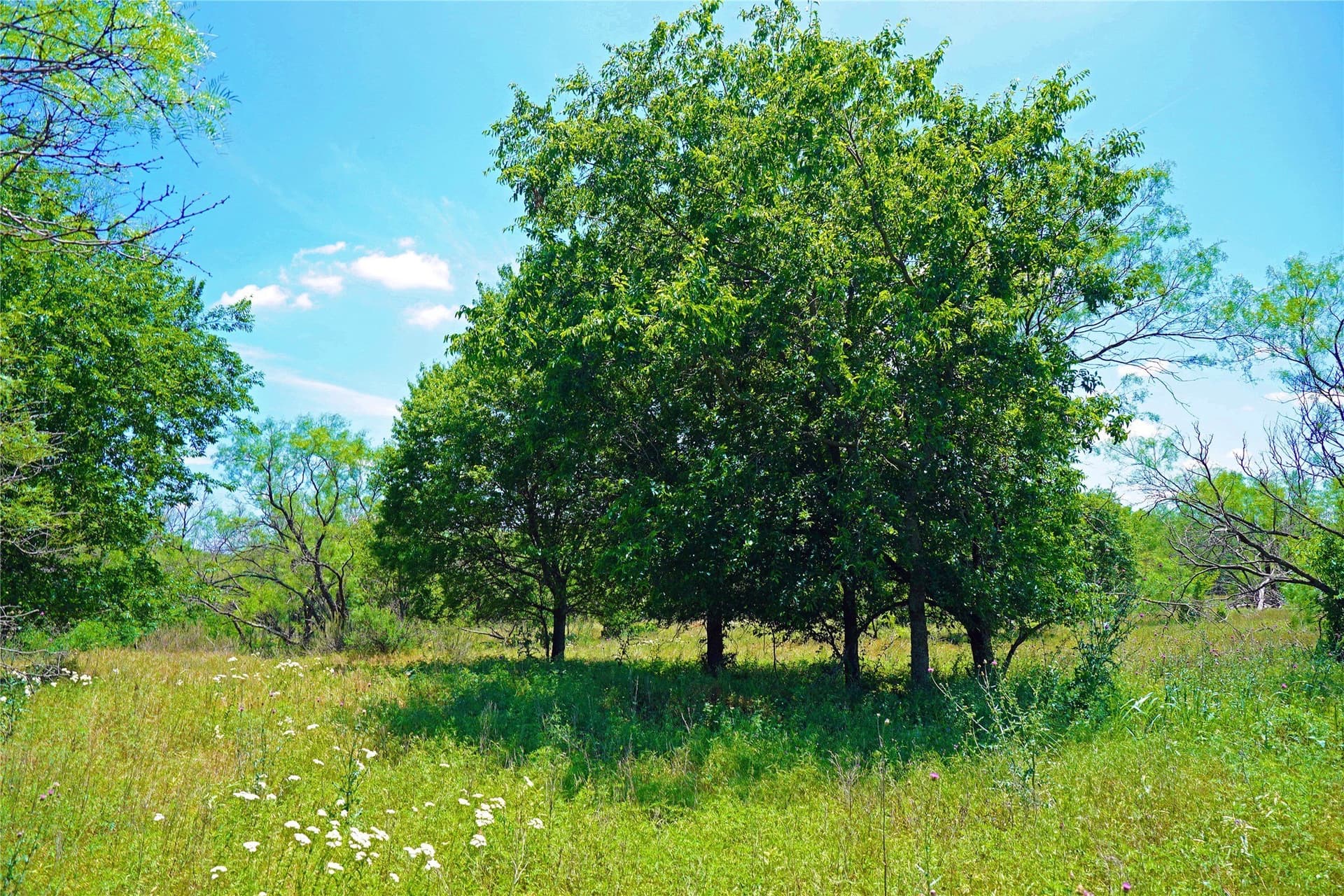 36.42 acres in Jack County - photo 20