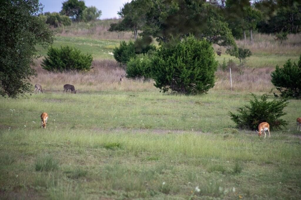 4.09 acres in Gillespie County - photo 9