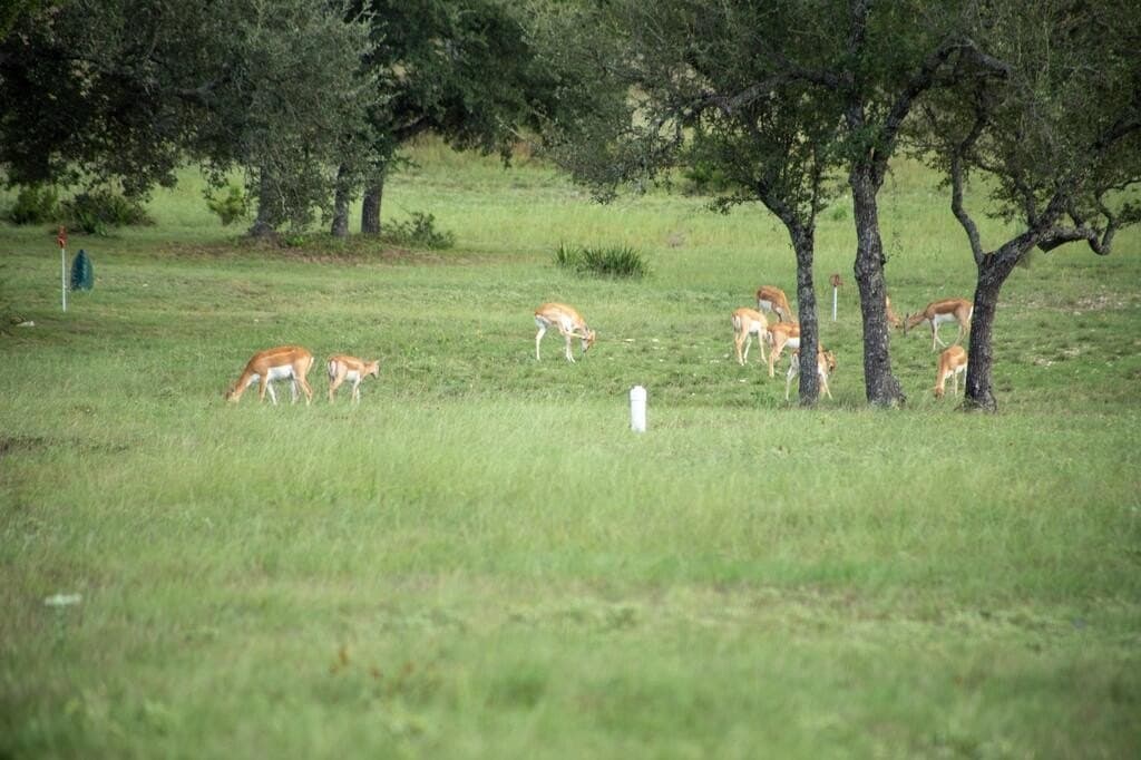 4.09 acres in Gillespie County - photo 8