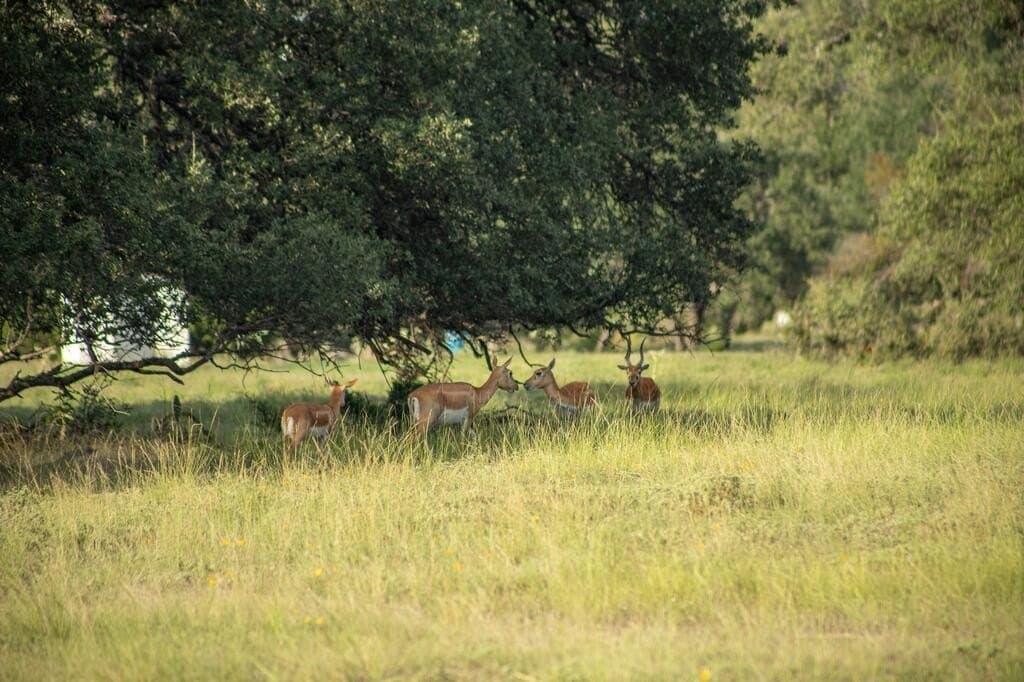 4.09 acres in Gillespie County - photo 5