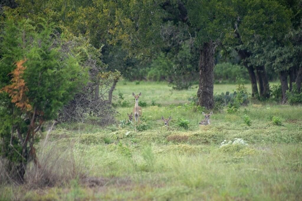 4.09 acres in Gillespie County - photo 7