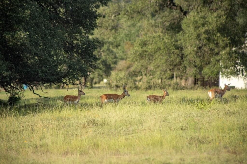4.09 acres in Gillespie County - photo 6
