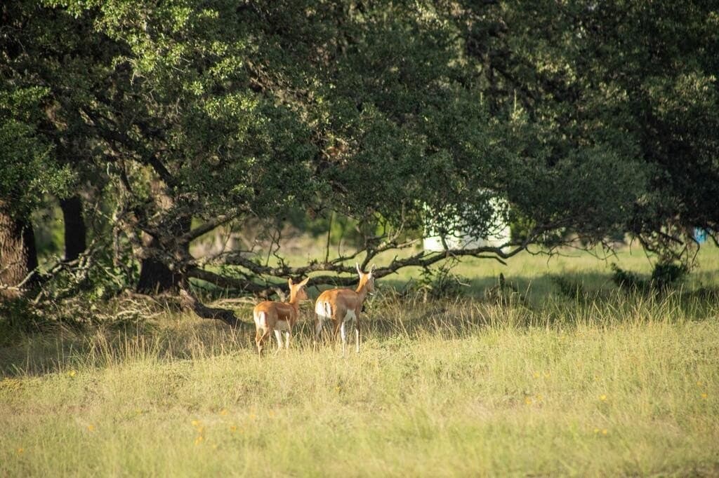 4.09 acres in Gillespie County - photo 4