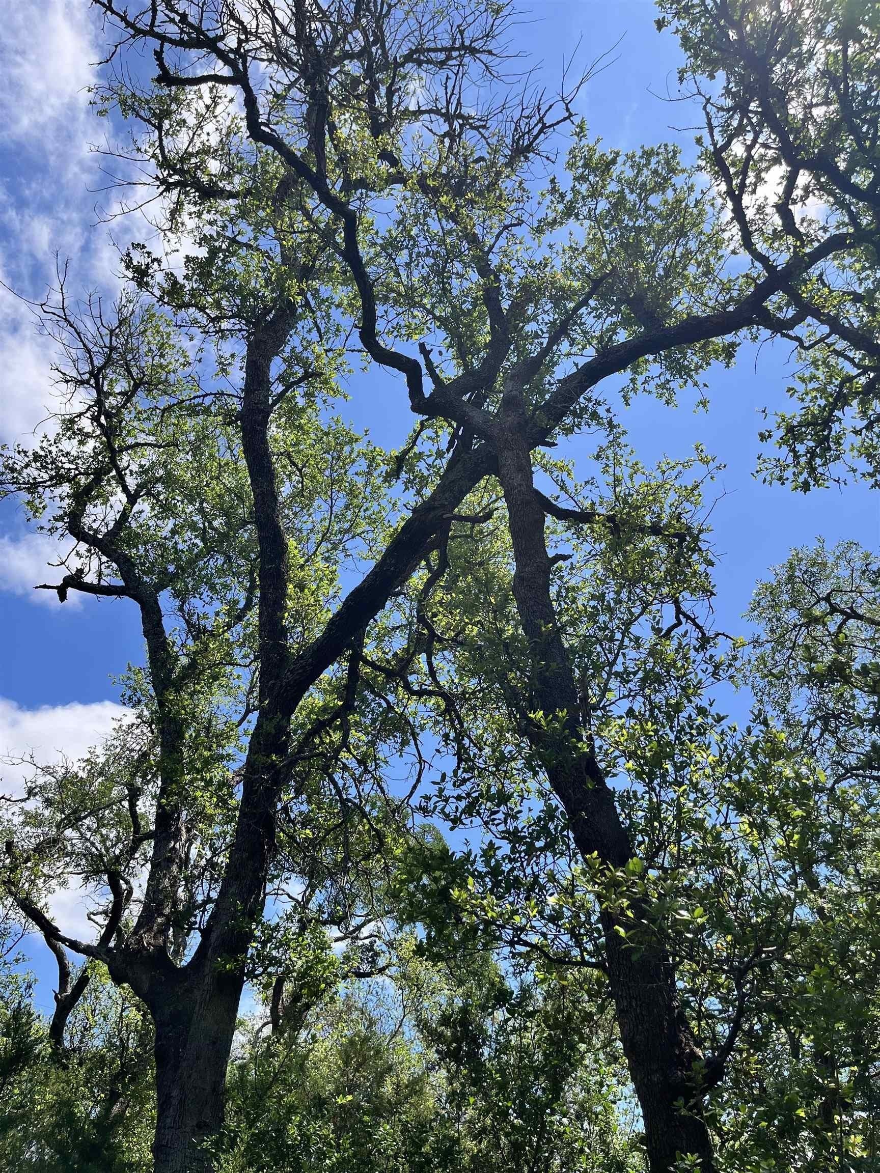 10 acres in Burnet County - photo 14