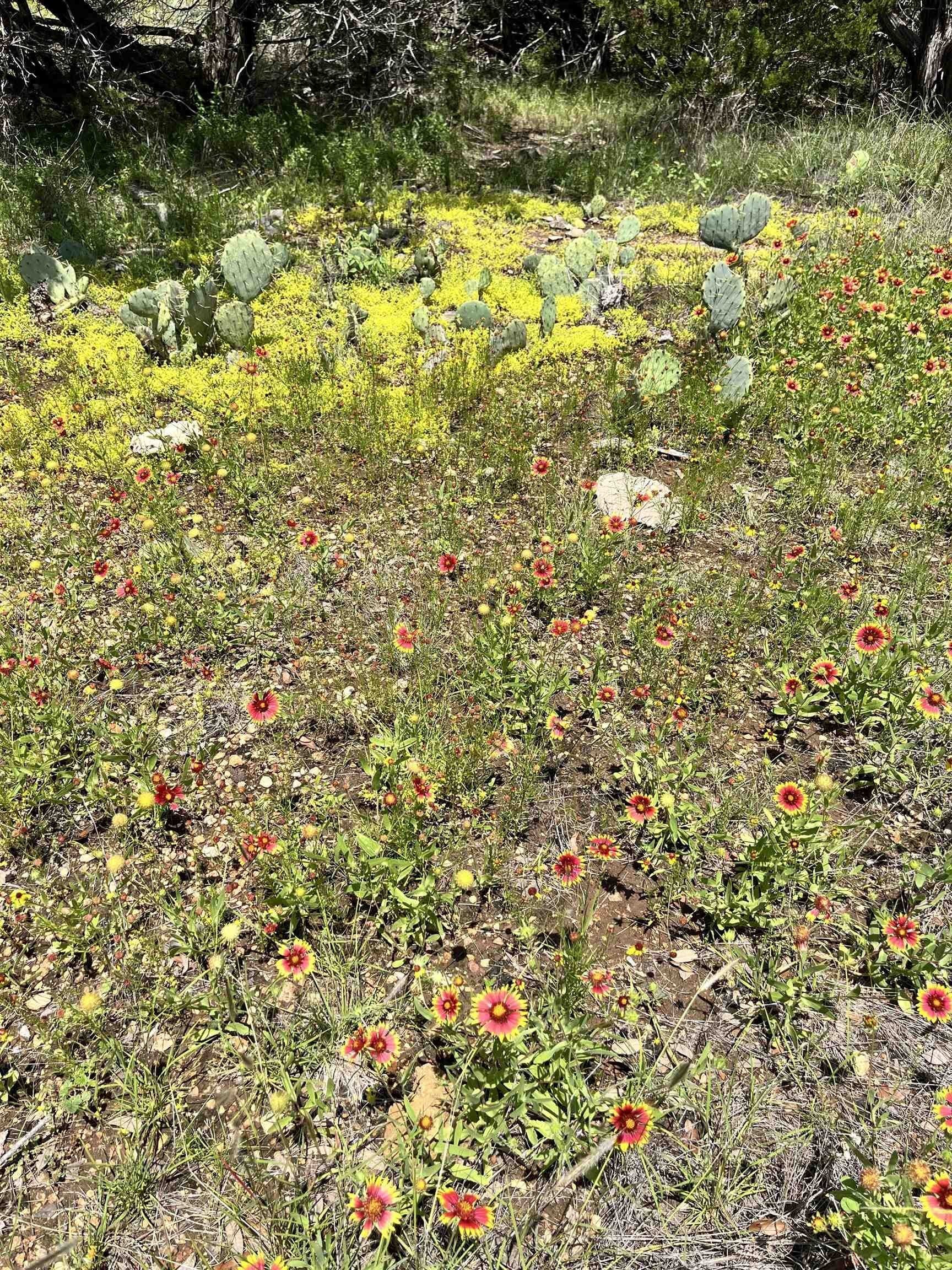 10 acres in Burnet County - photo 24