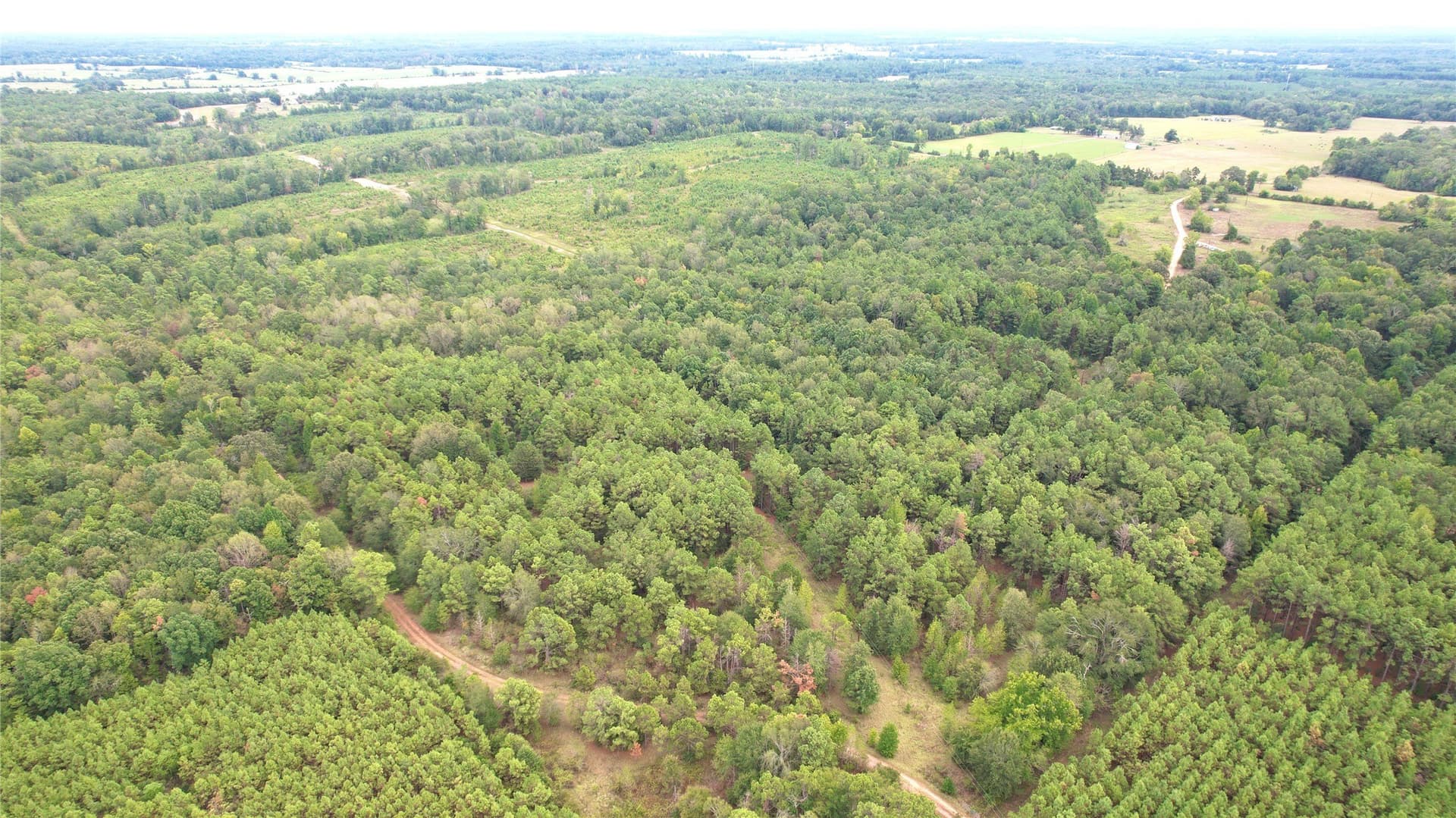 23 acres in Panola County - photo 5