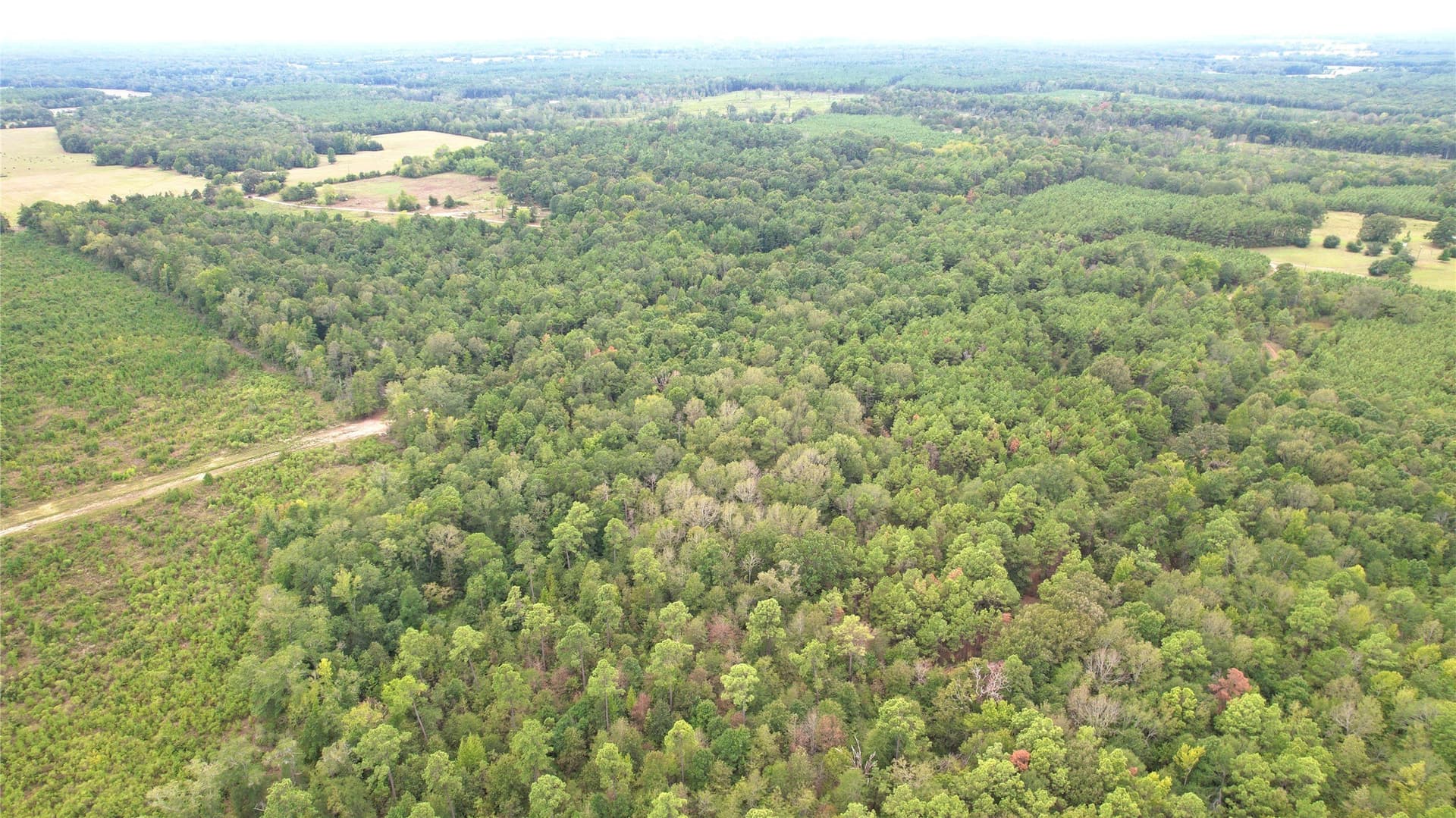 23 acres in Panola County - photo 6