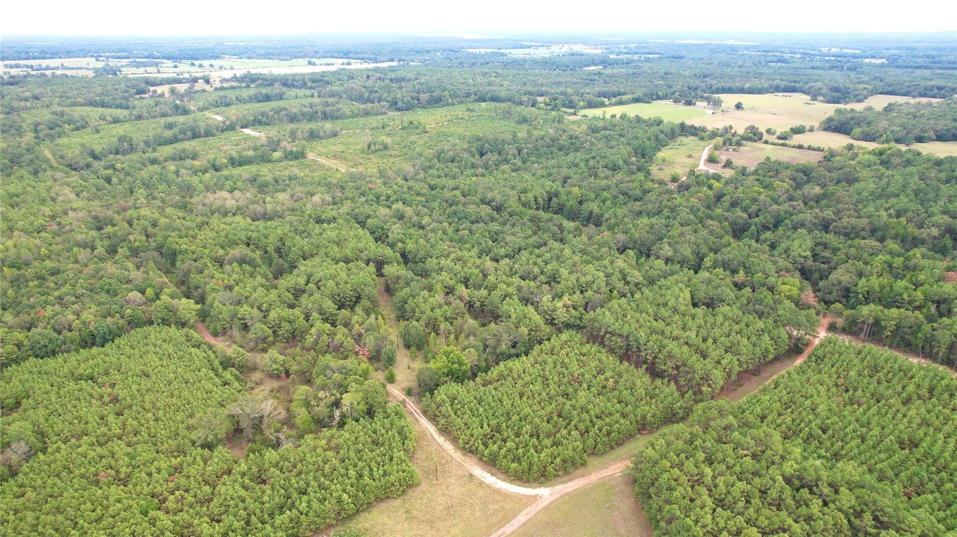23 acres in Panola County - photo 4