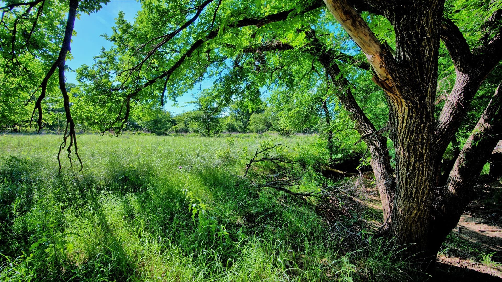 41.3 acres in Montague County - photo 13