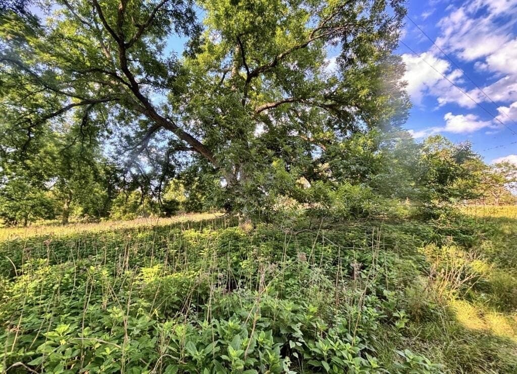 130 acres in Edwards County - photo 6
