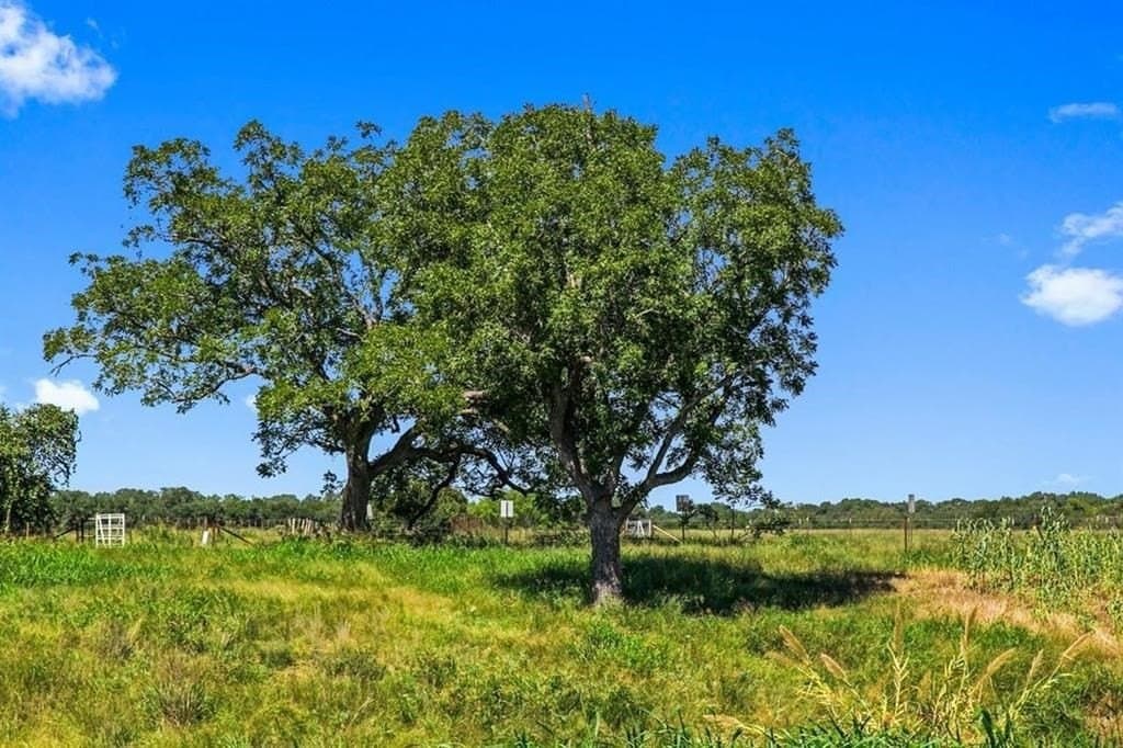 20.5 acres in Blanco County gallery image 3