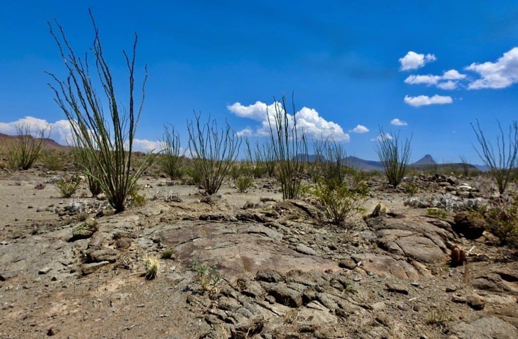 40 acres in Brewster County gallery image 3