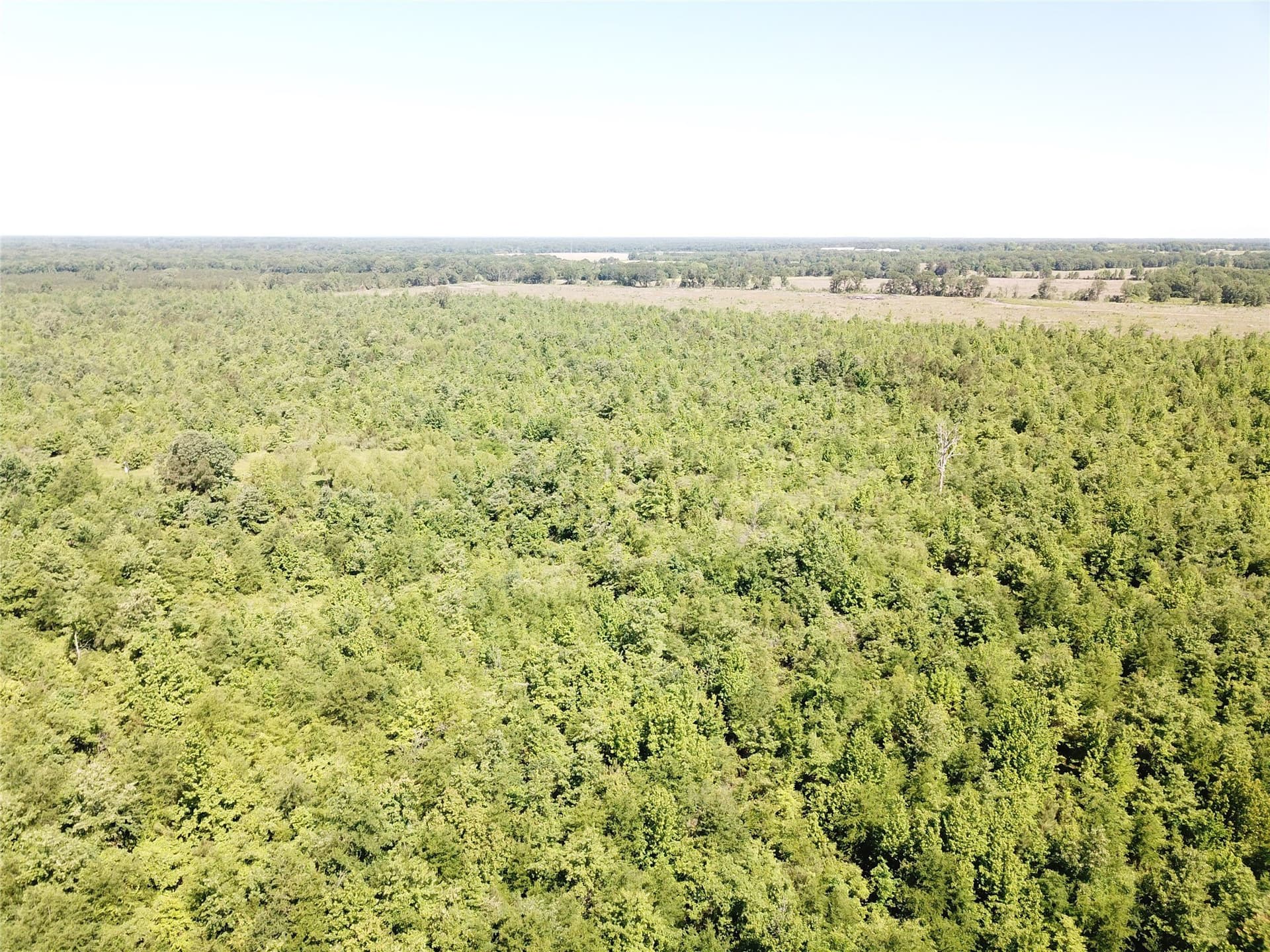 181.31 acres in Bowie County - photo 3