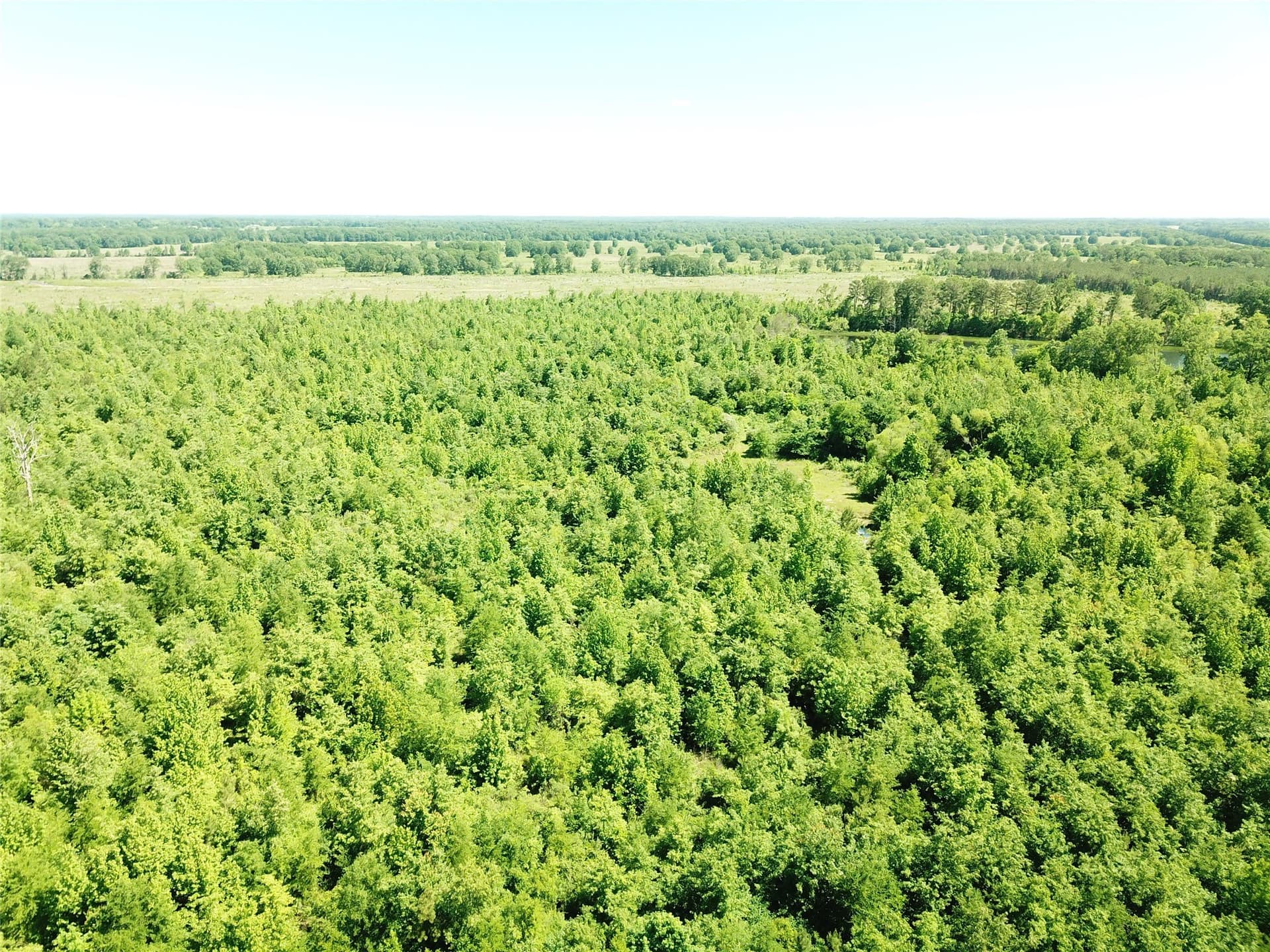 181.31 acres in Bowie County - photo 6
