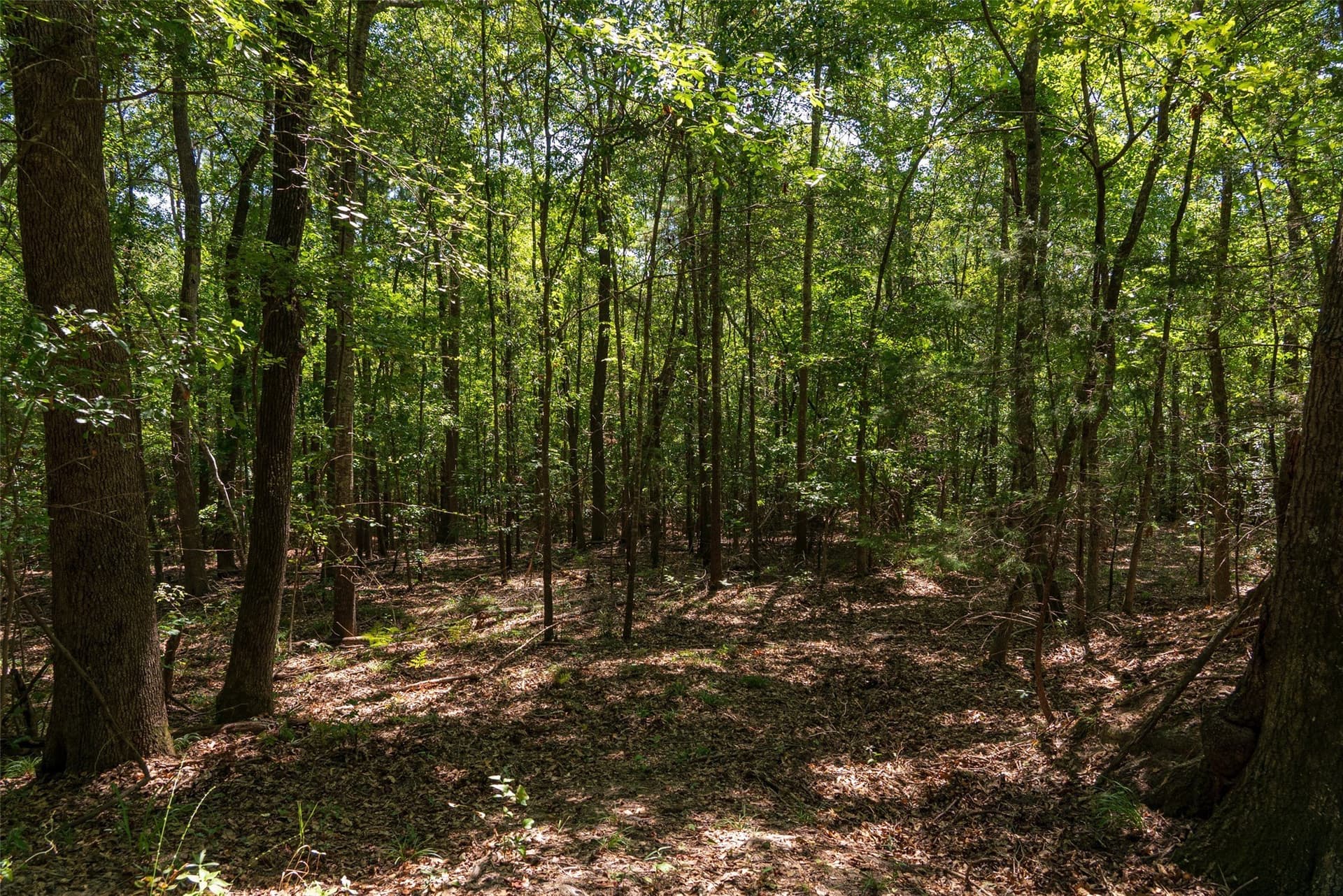 5.84 acres in Gregg County gallery image 4