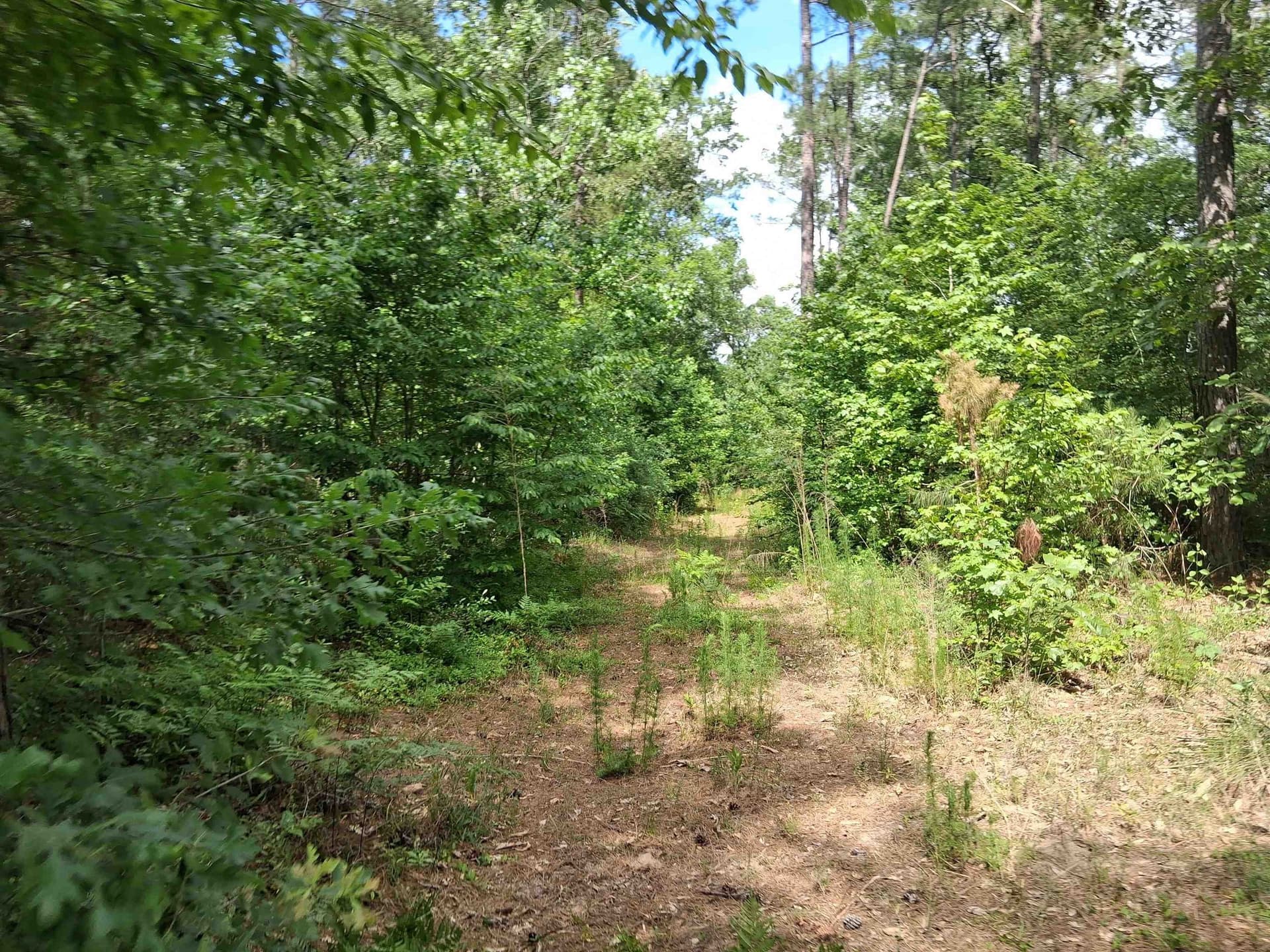 134.76 acres in Harrison County - photo 9