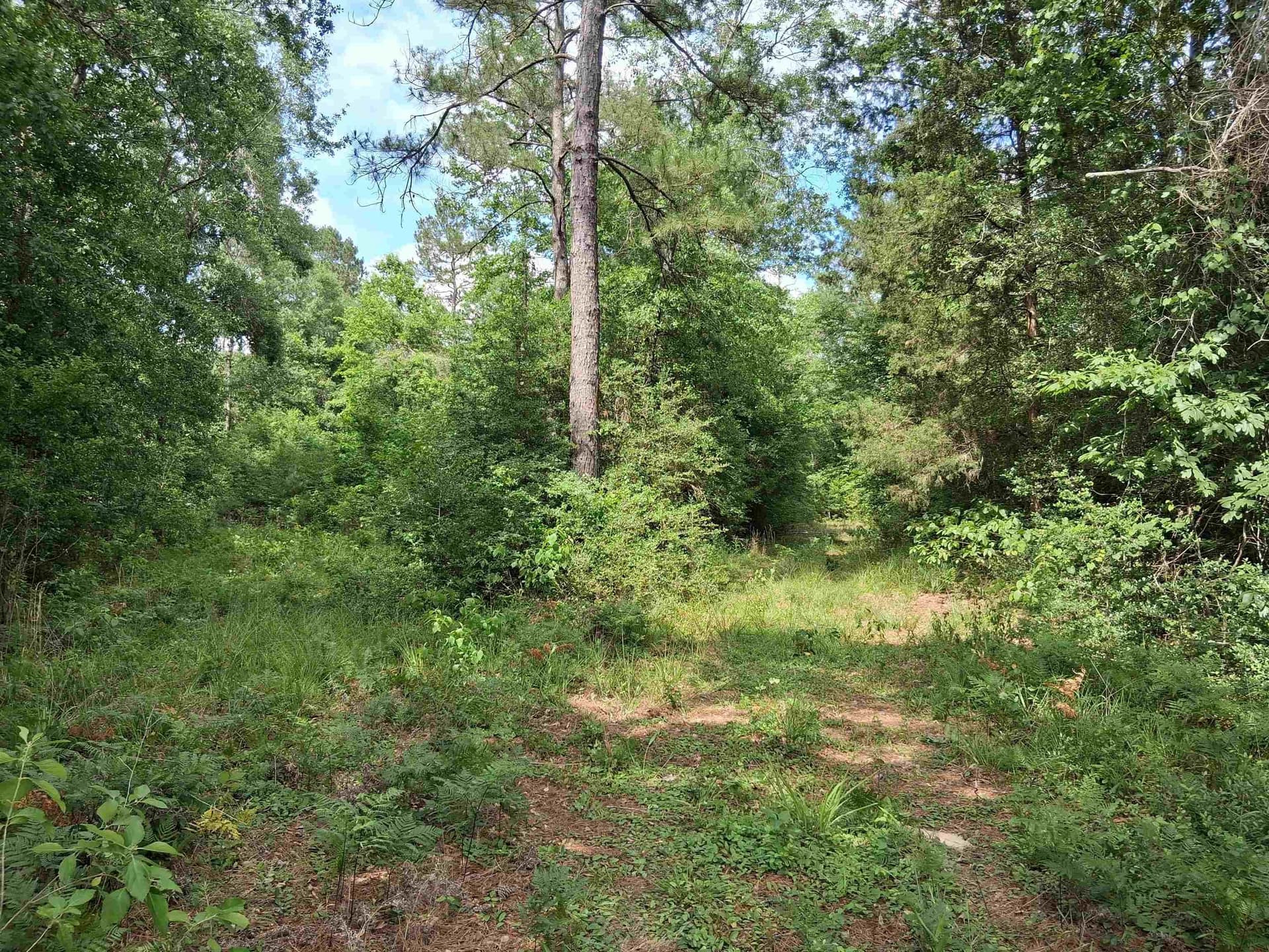 134.76 acres in Harrison County gallery image 3