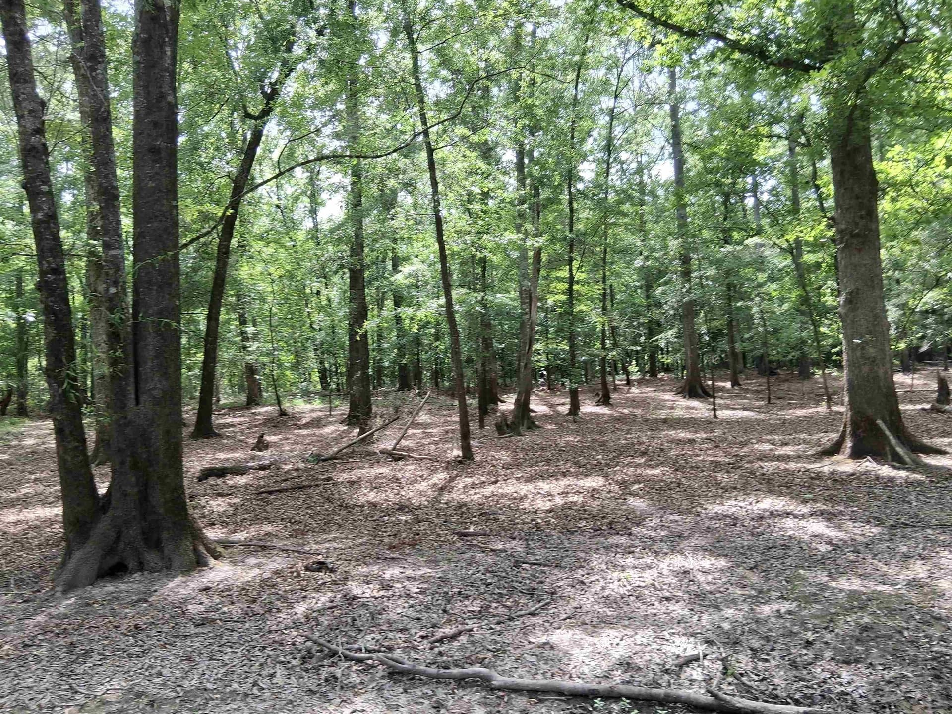 134.76 acres in Harrison County - photo 19