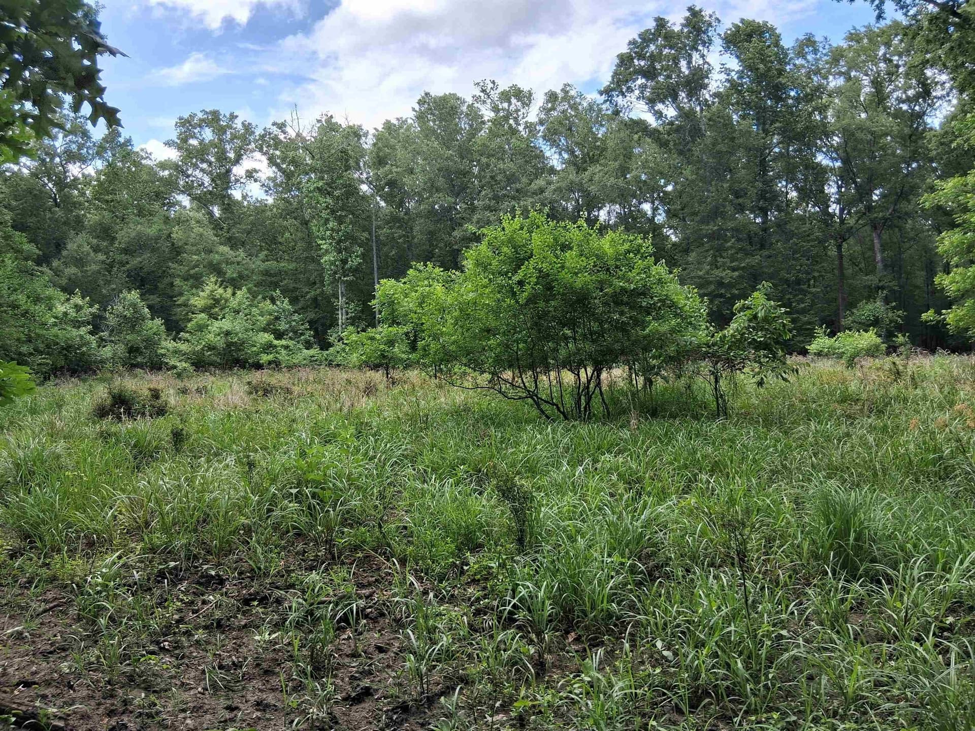 134.76 acres in Harrison County - photo 15