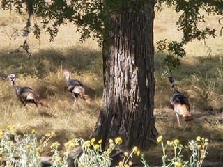 144 acres in Gillespie County gallery image 3